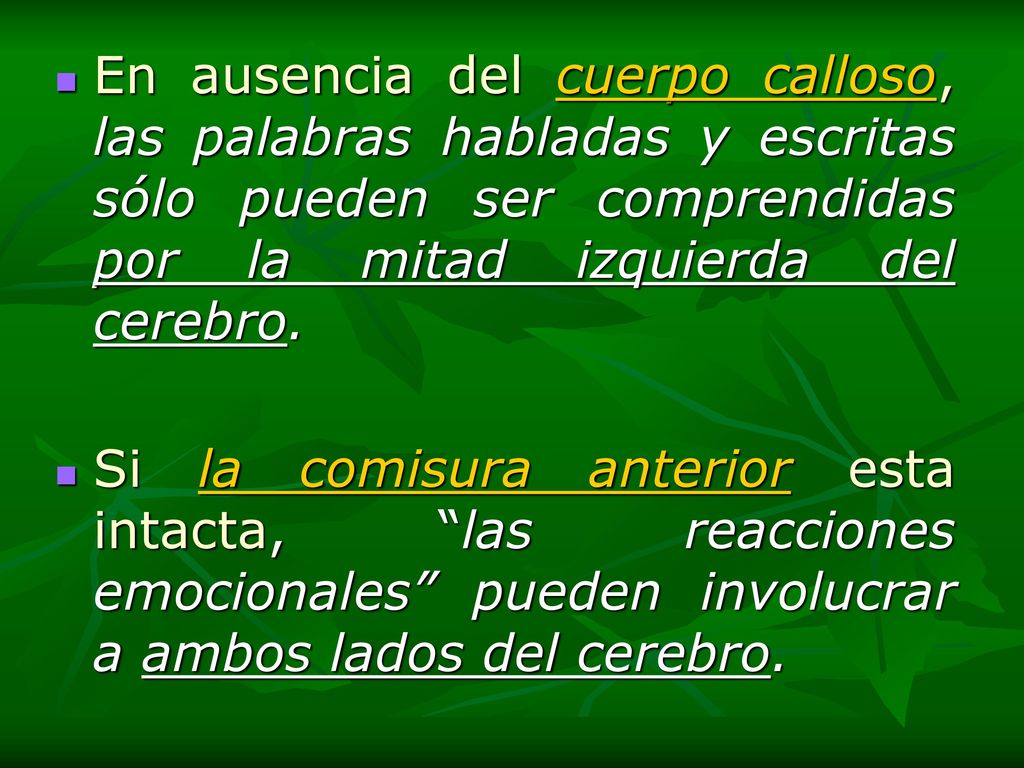 En ausencia del cuerpo calloso, las palabras habladas y escritas sólo pueden ser comprendidas por la mitad izquierda del cerebro.