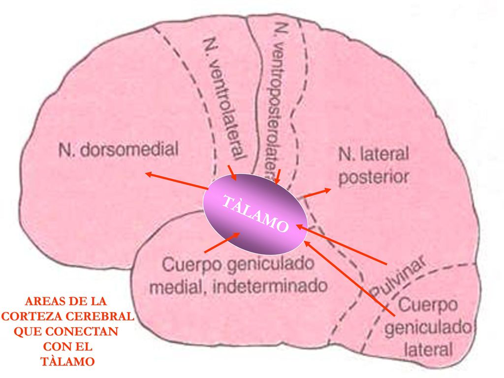 TÀLAMO AREAS DE LA CORTEZA CEREBRAL QUE CONECTAN CON EL TÀLAMO