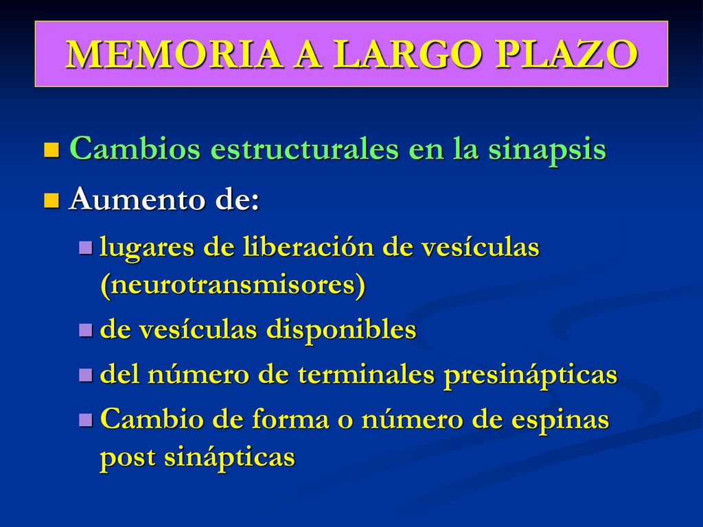 MEMORIA A LARGO PLAZO Cambios estructurales en la sinapsis Aumento de:
