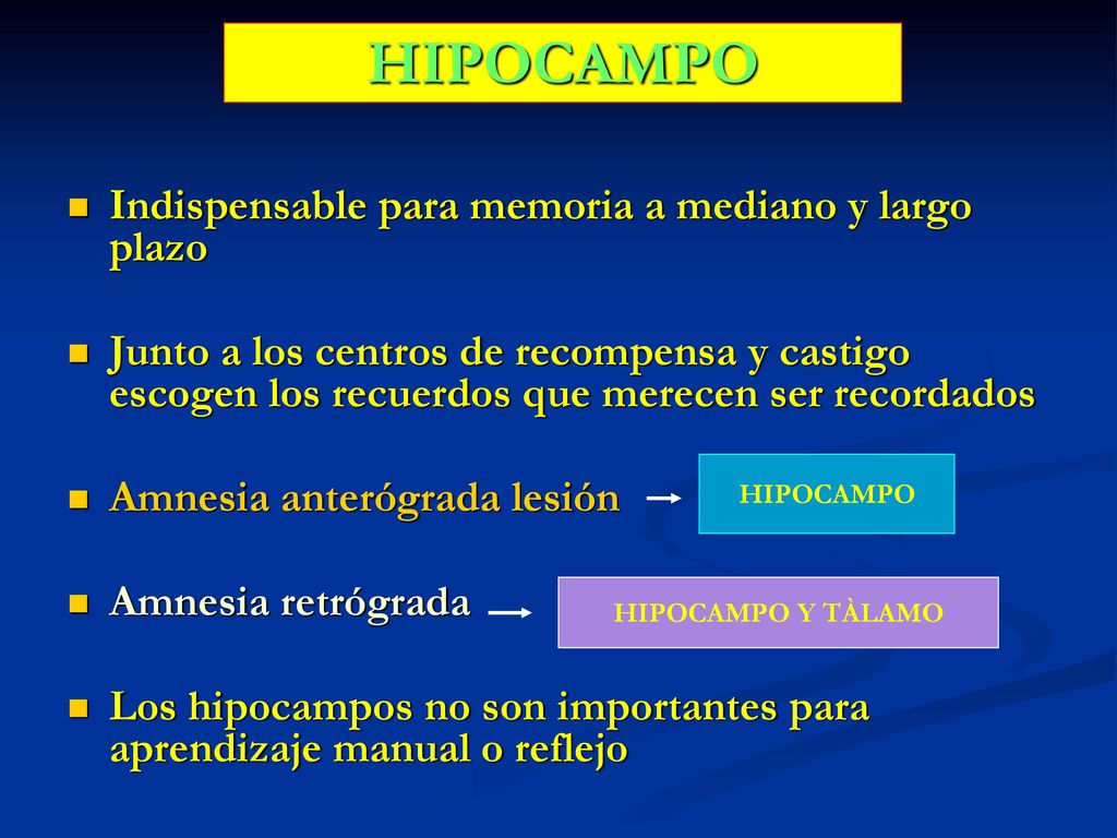 HIPOCAMPO Indispensable para memoria a mediano y largo plazo