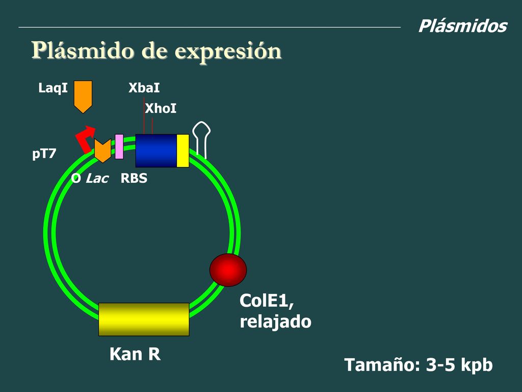 Plásmido de expresión Plásmidos ColE1, relajado Tamaño: 3-5 kpb Kan R