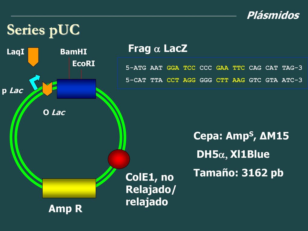 Series pUC Plásmidos Frag a LacZ Cepa: AmpS, ∆M15 DH5a, Xl1Blue