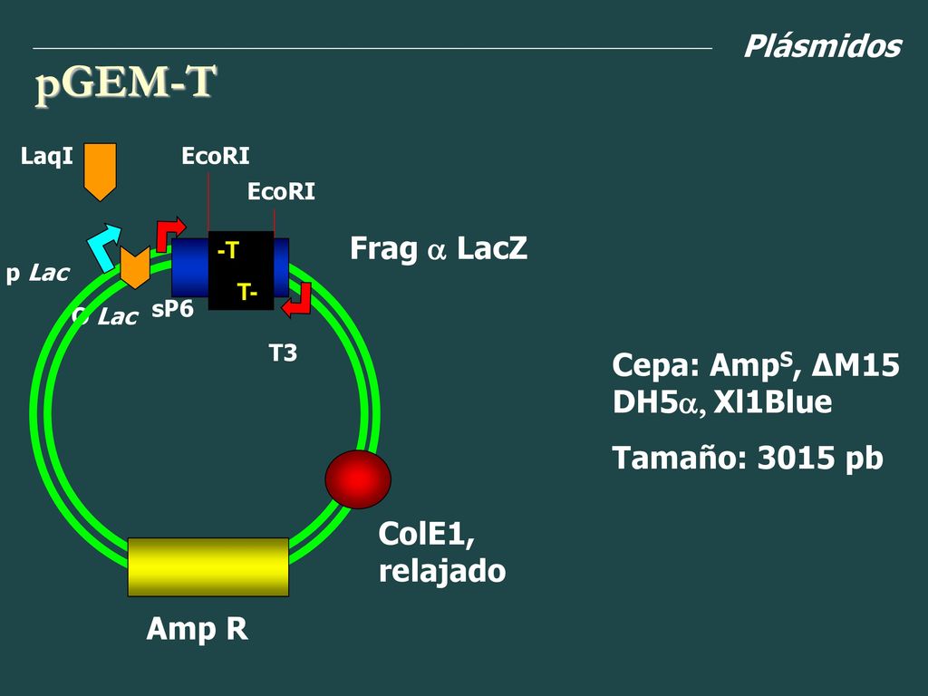 pGEM-T Plásmidos Frag a LacZ Cepa: AmpS, ∆M15 DH5a, Xl1Blue