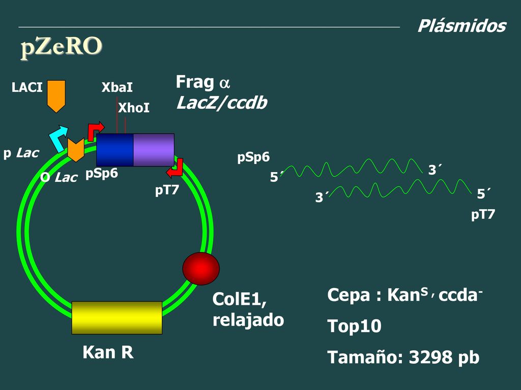 pZeRO Plásmidos Frag a LacZ/ccdb Cepa : KanS , ccda- ColE1, relajado