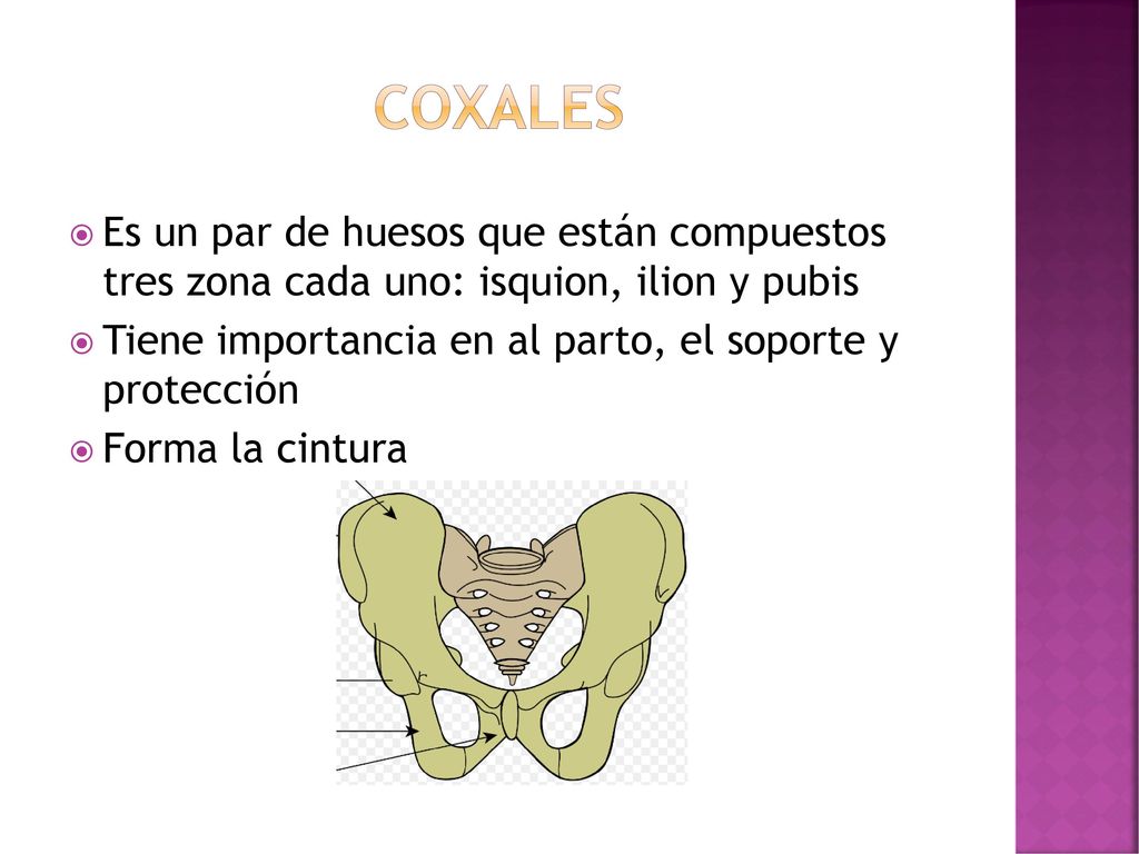 Coxales Es un par de huesos que están compuestos tres zona cada uno: isquion, ilion y pubis.