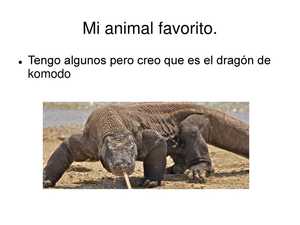 Mi animal favorito. Tengo algunos pero creo que es el dragón de komodo