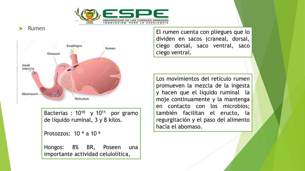 Rumen El rumen cuenta con pliegues que lo dividen en sacos (craneal, dorsal, ciego dorsal, saco ventral, saco ciego ventral.
