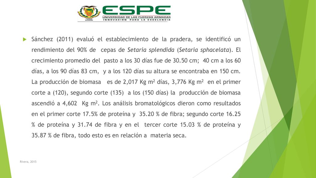 Sánchez (2011) evaluó el establecimiento de la pradera, se identificó un rendimiento del 90% de cepas de Setaria splendida (Setaria sphacelata). El crecimiento promedio del pasto a los 30 días fue de cm; 40 cm a los 60 días, a los 90 días 83 cm, y a los 120 días su altura se encontraba en 150 cm. La producción de biomasa es de 2,017 Kg m2 días, 3,776 Kg m2 en el primer corte a (120), segundo corte (135) a los (150 días) la producción de biomasa ascendió a 4,602 Kg m2. Los análisis bromatológicos dieron como resultados en el primer corte 17.5% de proteína y % de fibra; segundo corte % de proteína y de fibra y en el tercer corte % de proteína y % de fibra, todo esto es en relación a materia seca.