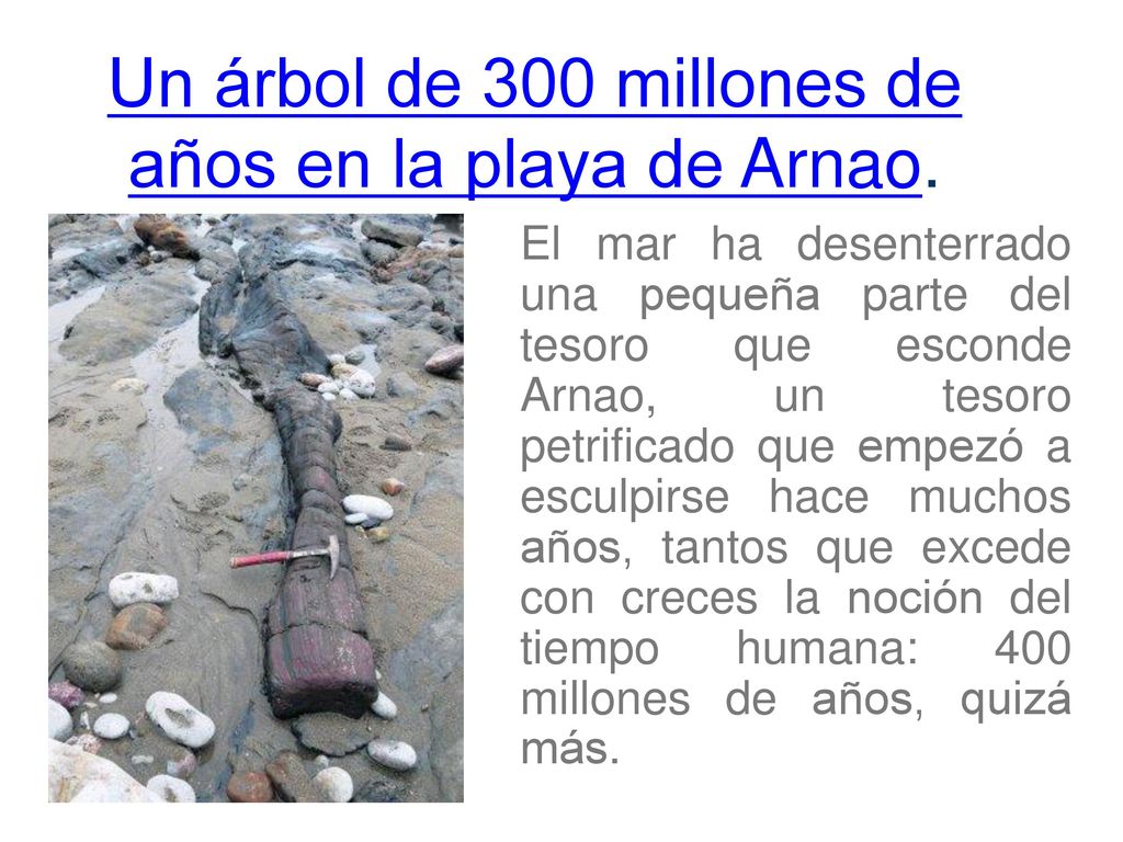 Un árbol de 300 millones de años en la playa de Arnao.