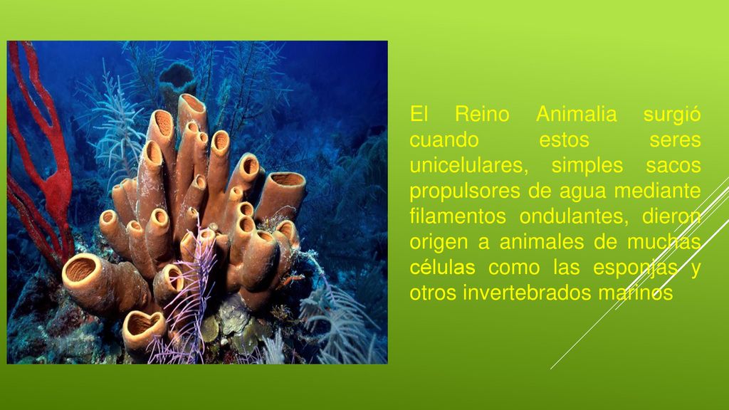 El Reino Animalia surgió cuando estos seres unicelulares, simples sacos propulsores de agua mediante filamentos ondulantes, dieron origen a animales de muchas células como las esponjas y otros invertebrados marinos
