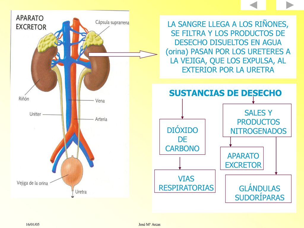 LA SANGRE LLEGA A LOS RIÑONES, SE FILTRA Y LOS PRODUCTOS DE DESECHO DISUELTOS EN AGUA (orina) PASAN POR LOS URETERES A LA VEJIGA, QUE LOS EXPULSA, AL EXTERIOR POR LA URETRA