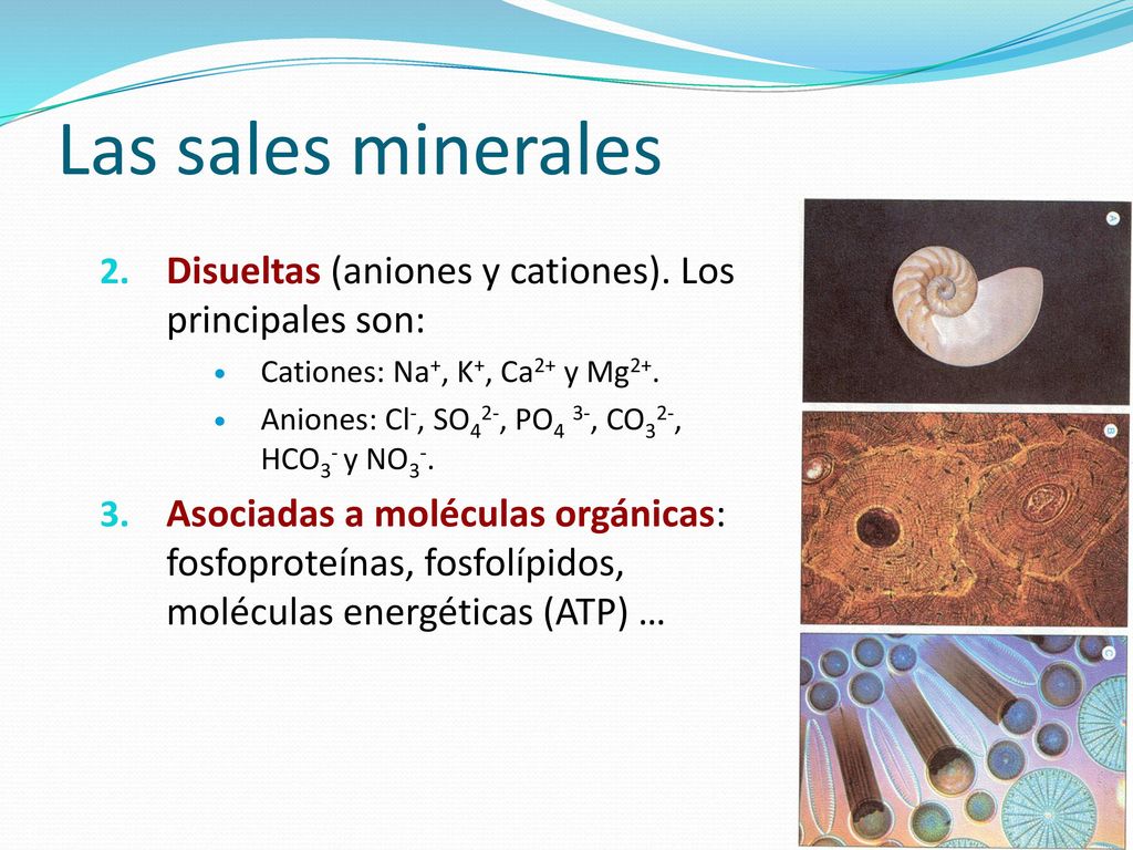 Las sales minerales Disueltas (aniones y cationes). Los principales son: Cationes: Na+, K+, Ca2+ y Mg2+.