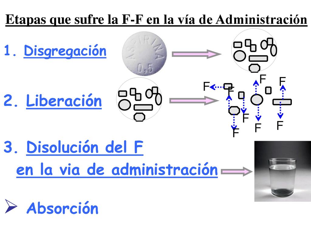Etapas que sufre la F-F en la vía de Administración