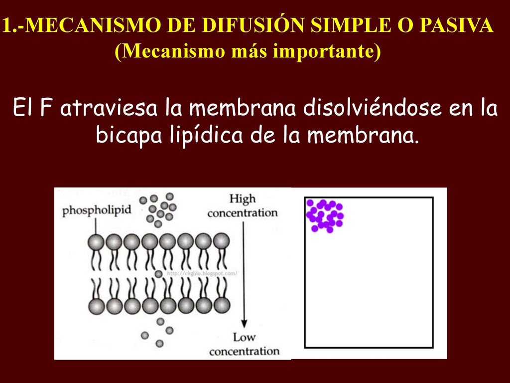 1.-MECANISMO DE DIFUSIÓN SIMPLE O PASIVA (Mecanismo más importante)