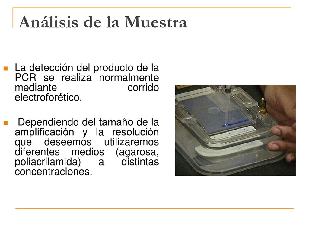 Análisis de la Muestra La detección del producto de la PCR se realiza normalmente mediante corrido electroforético.