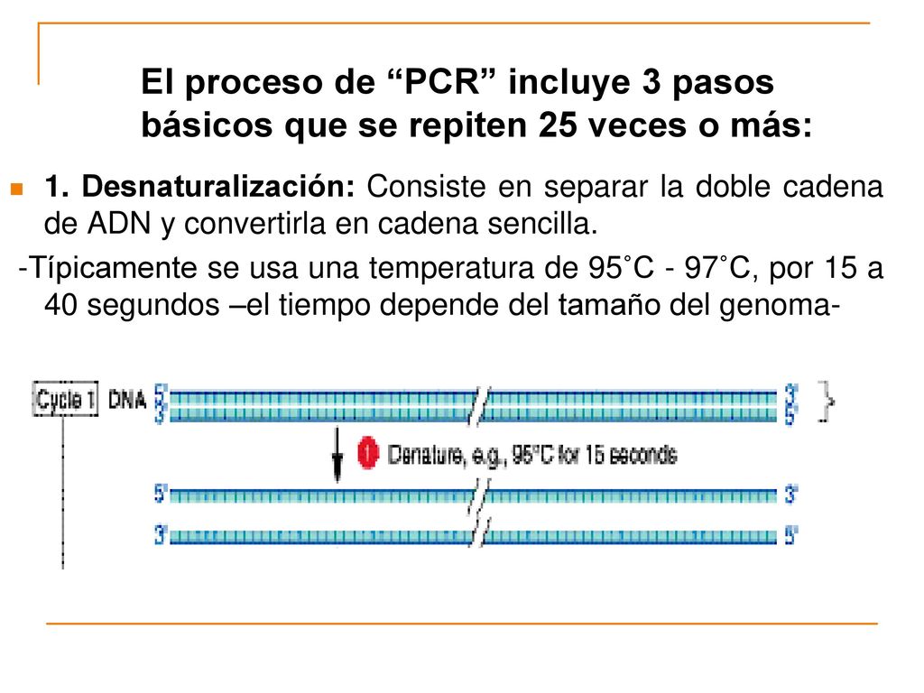El proceso de PCR incluye 3 pasos básicos que se repiten 25 veces o más: