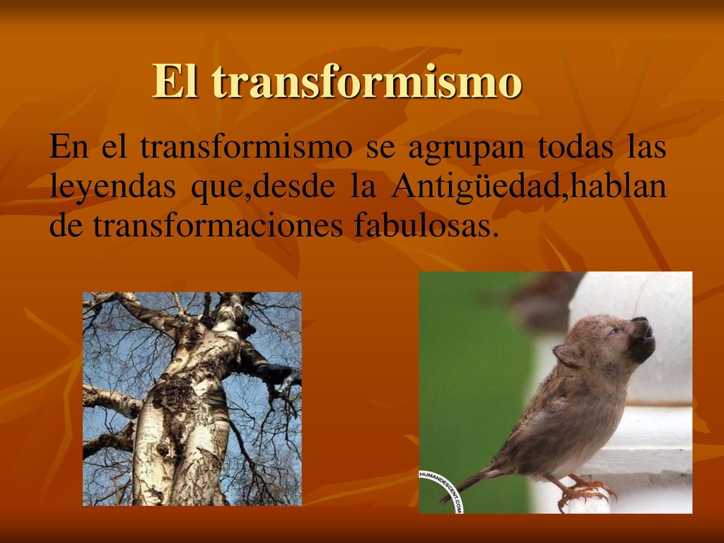 El transformismo En el transformismo se agrupan todas las leyendas que,desde la Antigüedad,hablan de transformaciones fabulosas.