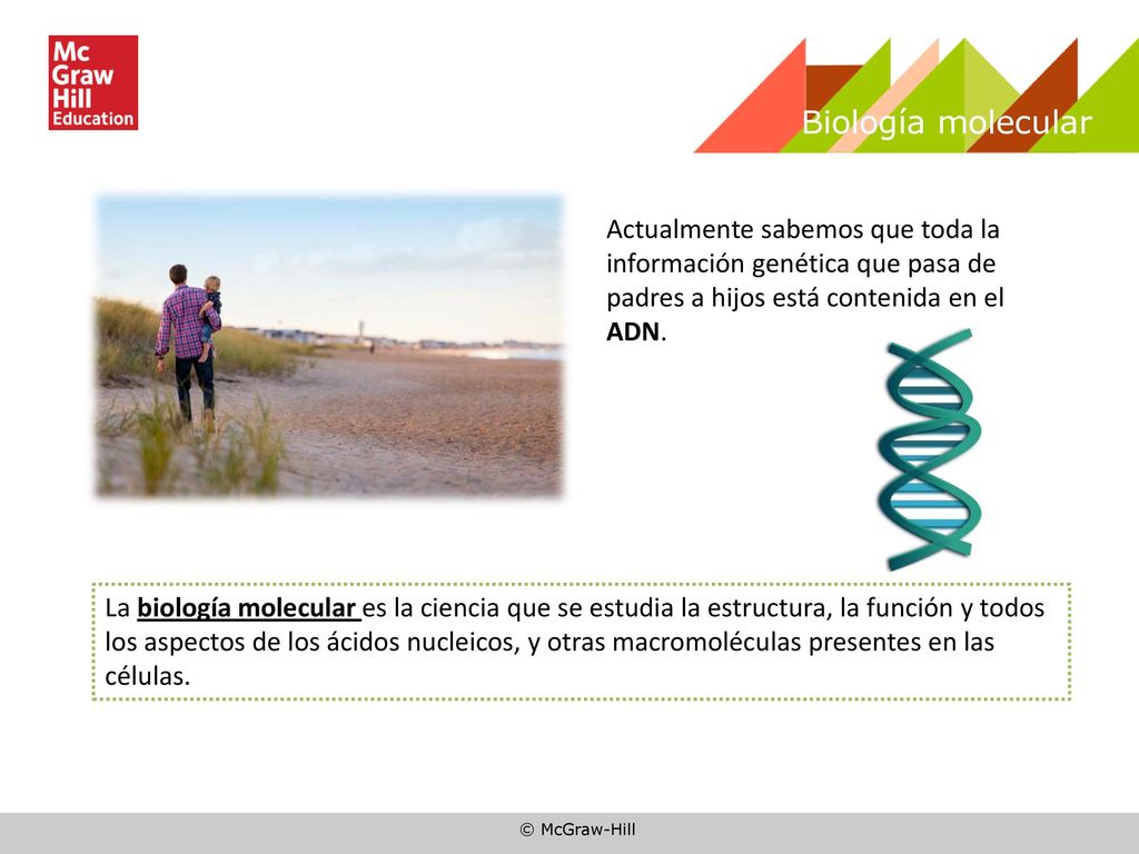 Biología molecular Actualmente sabemos que toda la información genética que pasa de padres a hijos está contenida en el ADN.