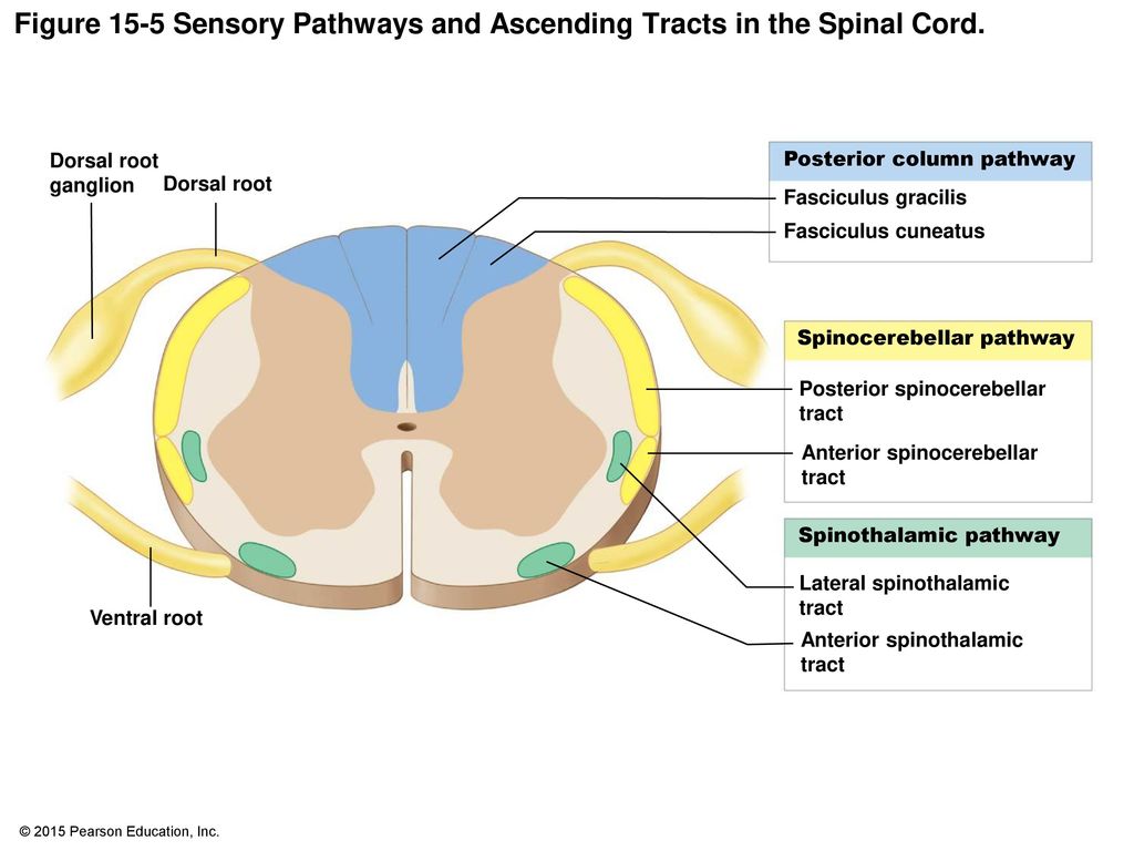 Figure 15-5 Sensory Pathways and Ascending Tracts in the Spinal Cord.