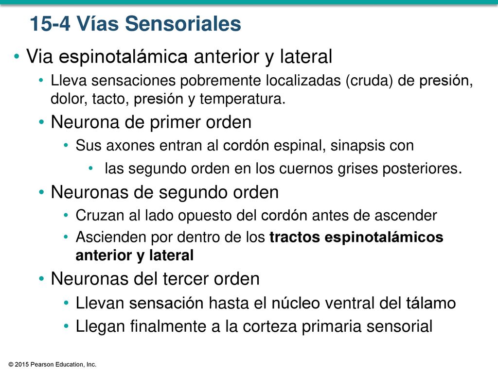 15-4 Vías Sensoriales Via espinotalámica anterior y lateral