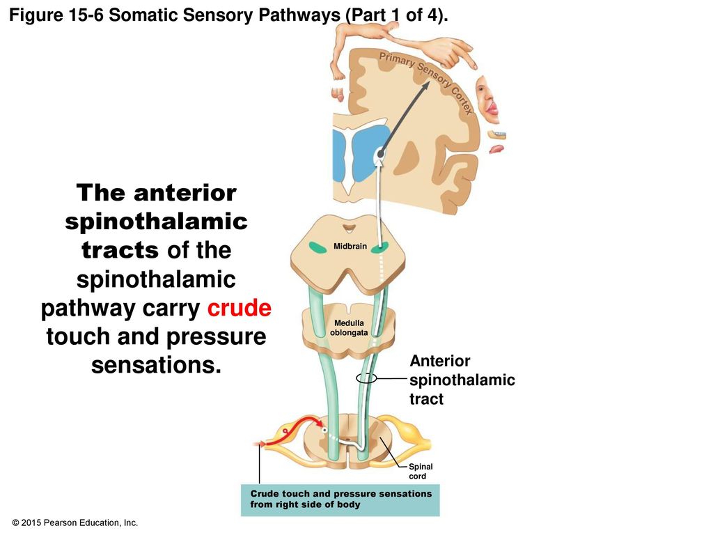 Figure 15-6 Somatic Sensory Pathways (Part 1 of 4).