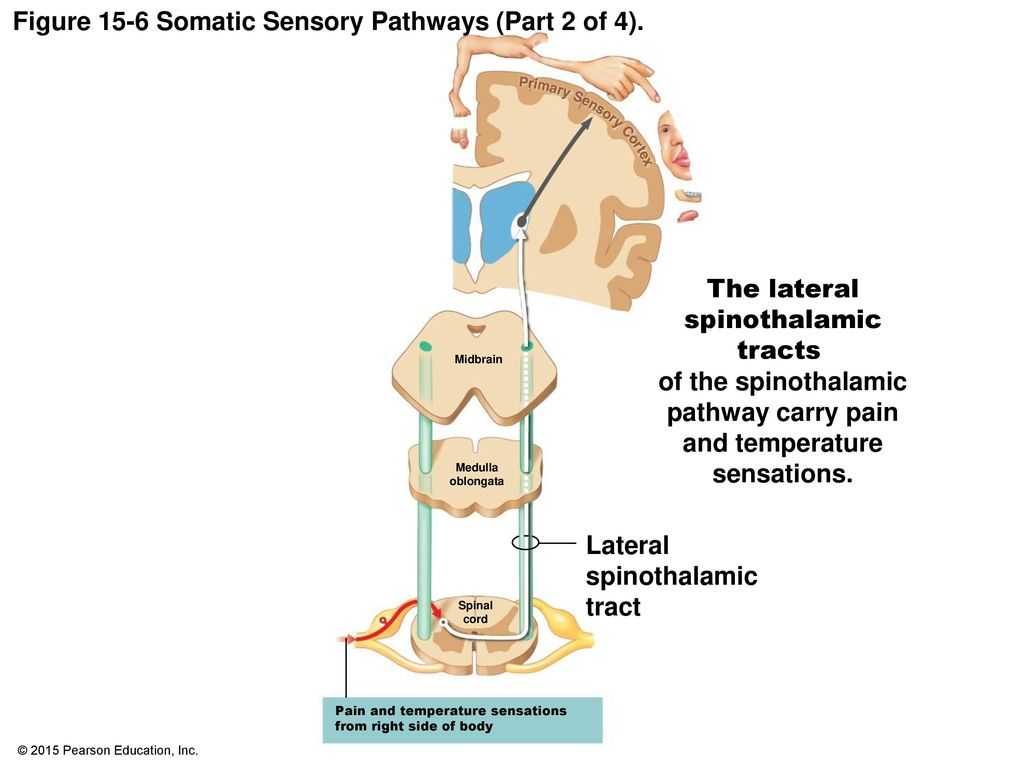 Figure 15-6 Somatic Sensory Pathways (Part 2 of 4).