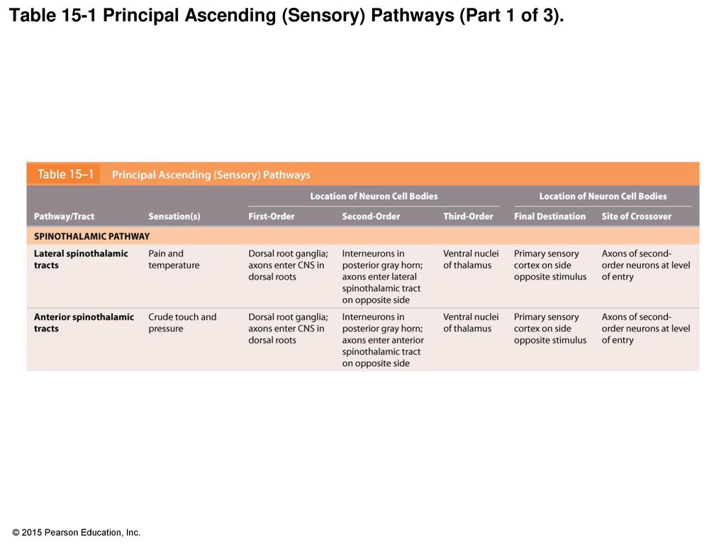 Table 15-1 Principal Ascending (Sensory) Pathways (Part 1 of 3).