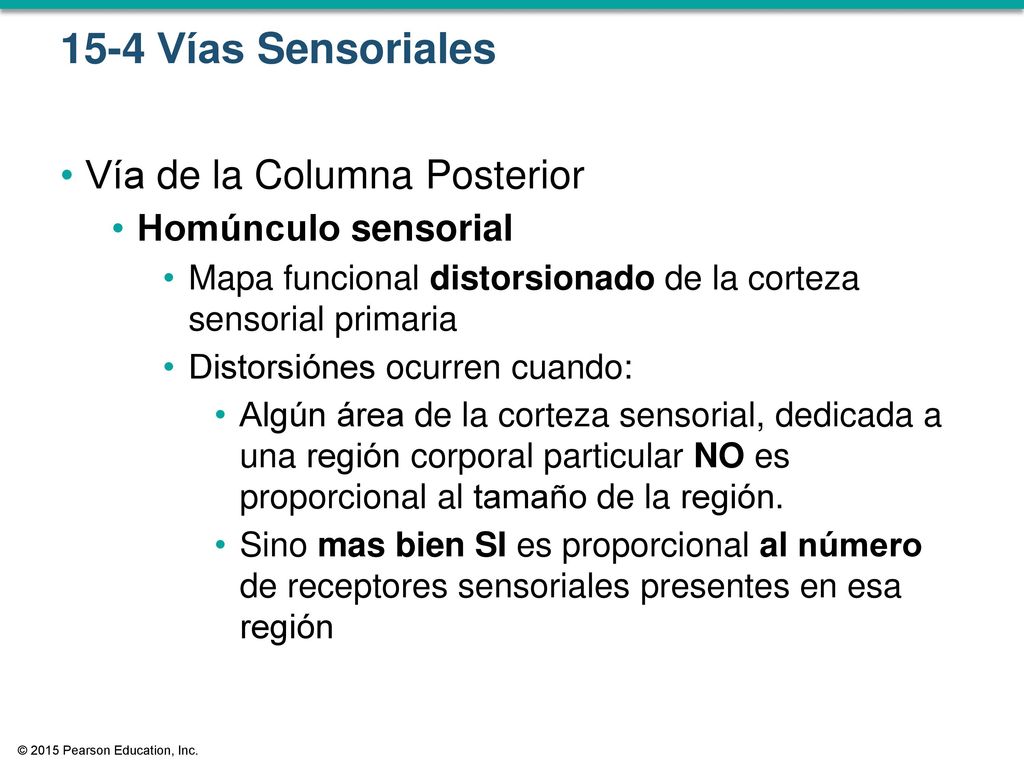15-4 Vías Sensoriales Vía de la Columna Posterior Homúnculo sensorial