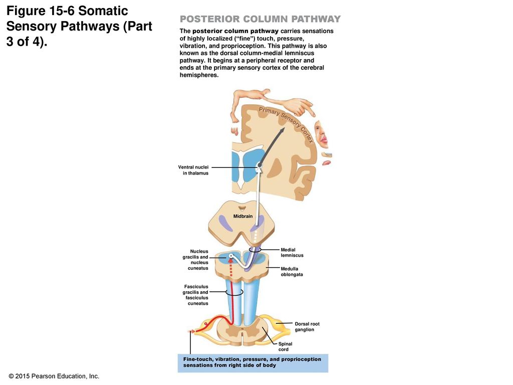 Figure 15-6 Somatic Sensory Pathways (Part 3 of 4).