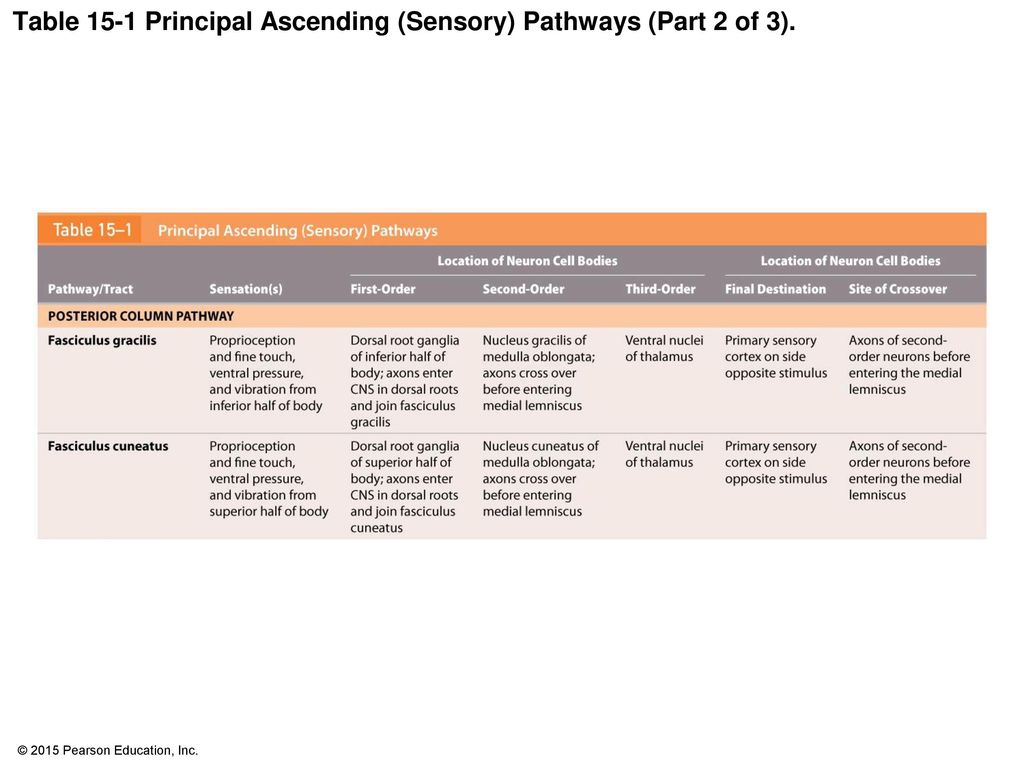 Table 15-1 Principal Ascending (Sensory) Pathways (Part 2 of 3).