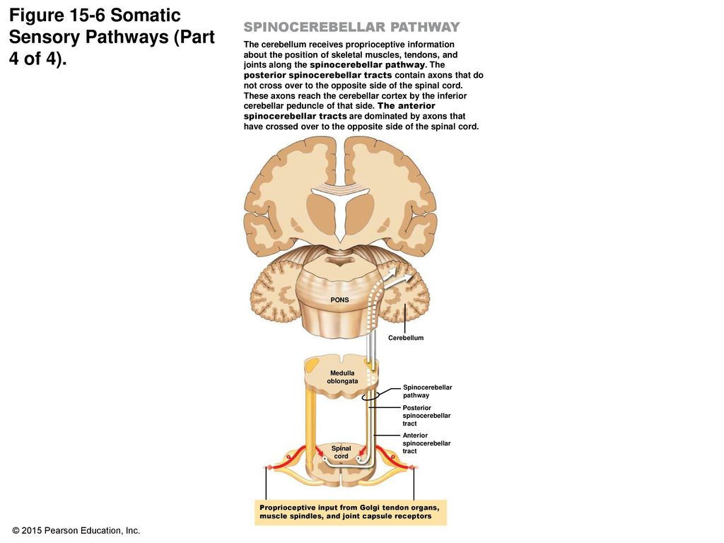 Figure 15-6 Somatic Sensory Pathways (Part 4 of 4).