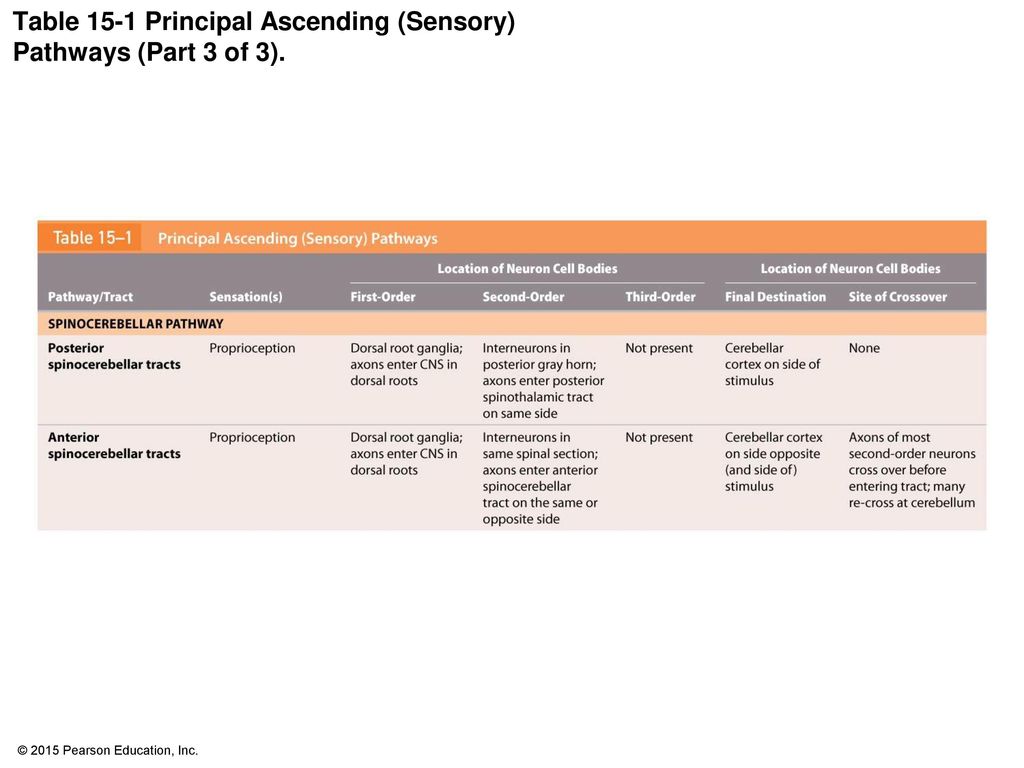Table 15-1 Principal Ascending (Sensory) Pathways (Part 3 of 3).