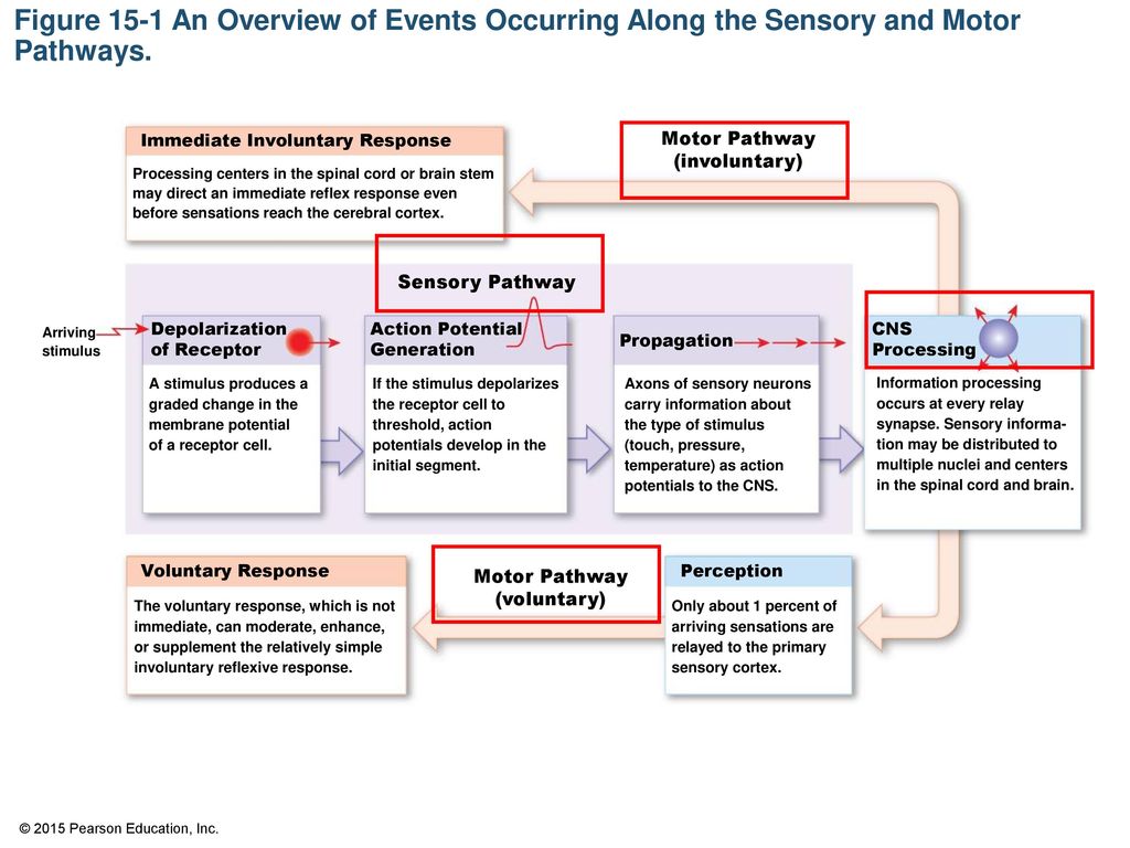 Figure 15-1 An Overview of Events Occurring Along the Sensory and Motor Pathways.