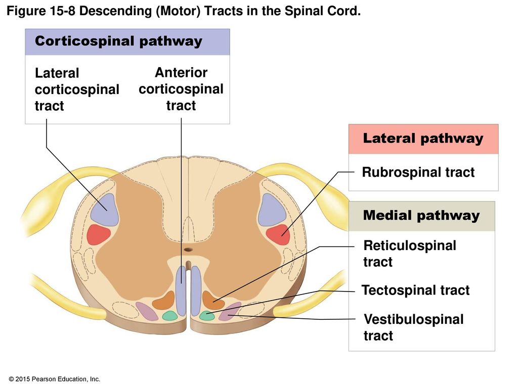 Figure 15-8 Descending (Motor) Tracts in the Spinal Cord.