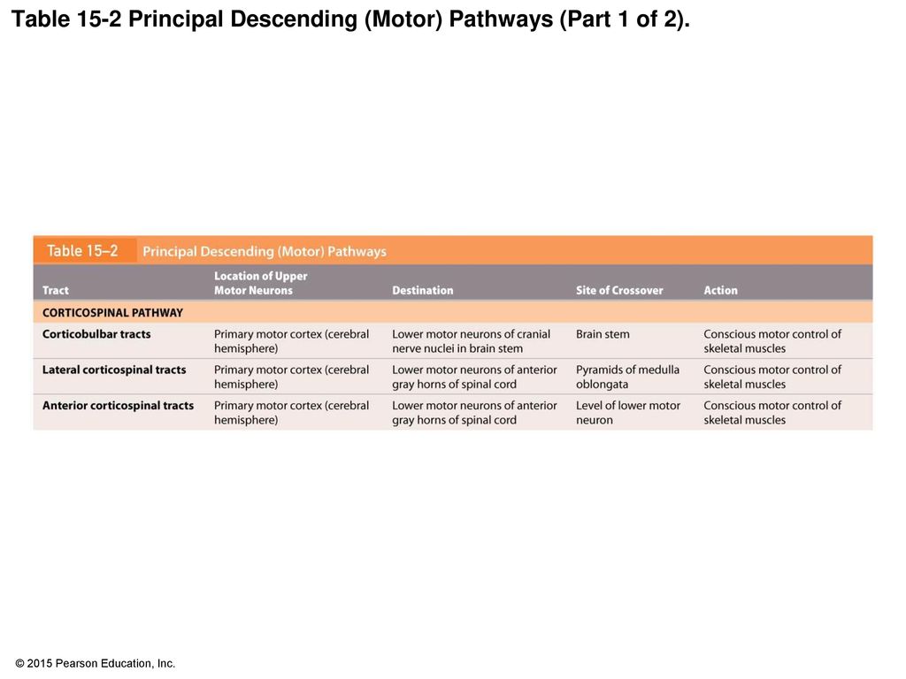Table 15-2 Principal Descending (Motor) Pathways (Part 1 of 2).