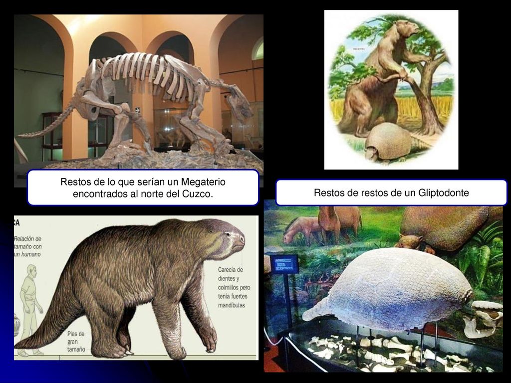 Restos de lo que serían un Megaterio encontrados al norte del Cuzco.