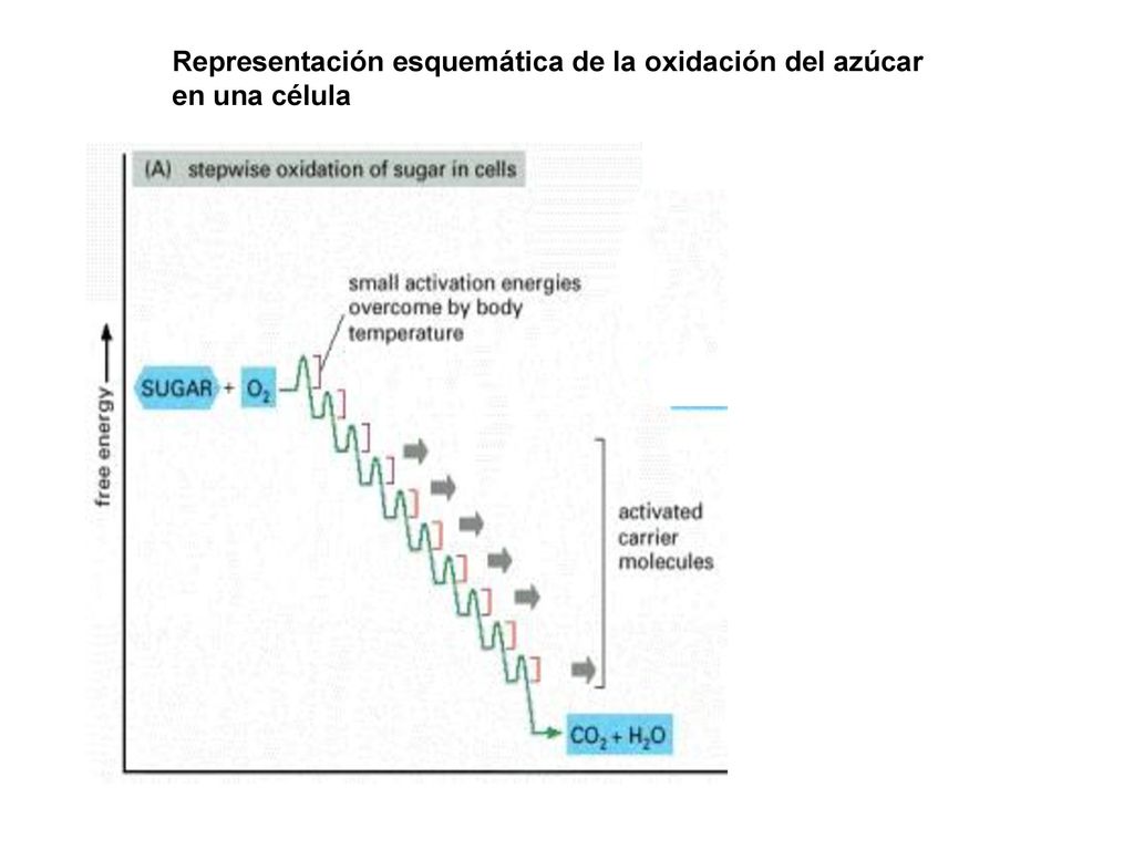 Representación esquemática de la oxidación del azúcar en una célula