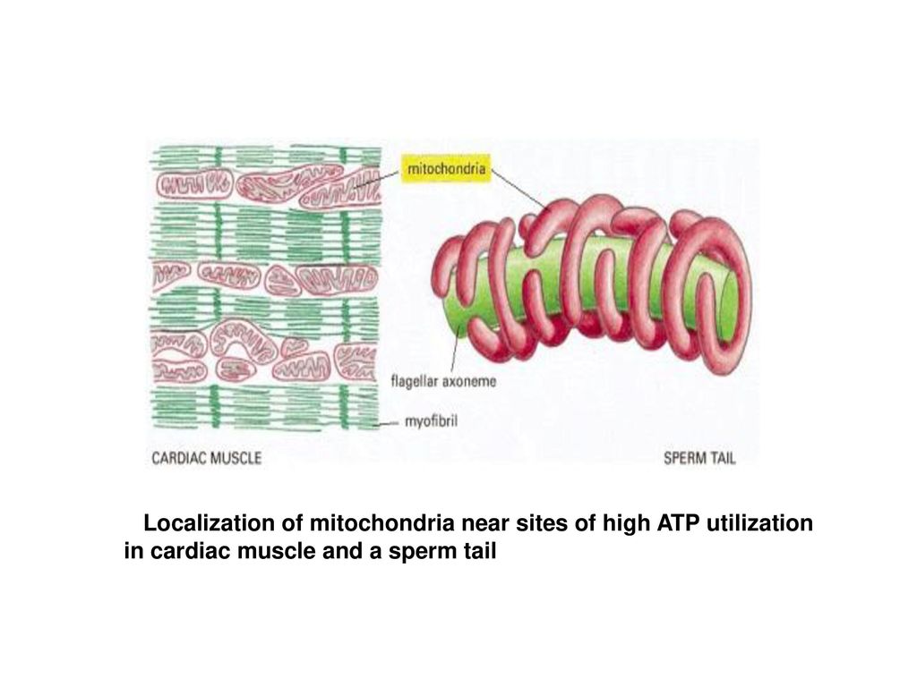 Localization of mitochondria near sites of high ATP utilization in cardiac muscle and a sperm tail