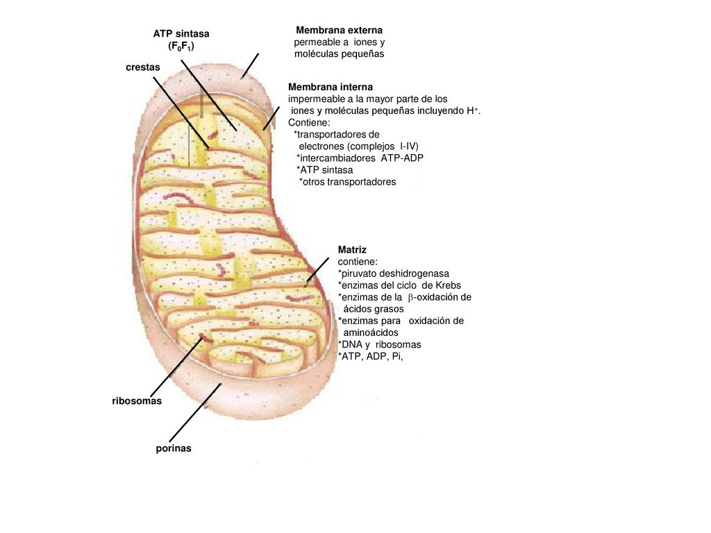 porinas ribosomas. Membrana externa. permeable a iones y. moléculas pequeñas. crestas. ATP sintasa.