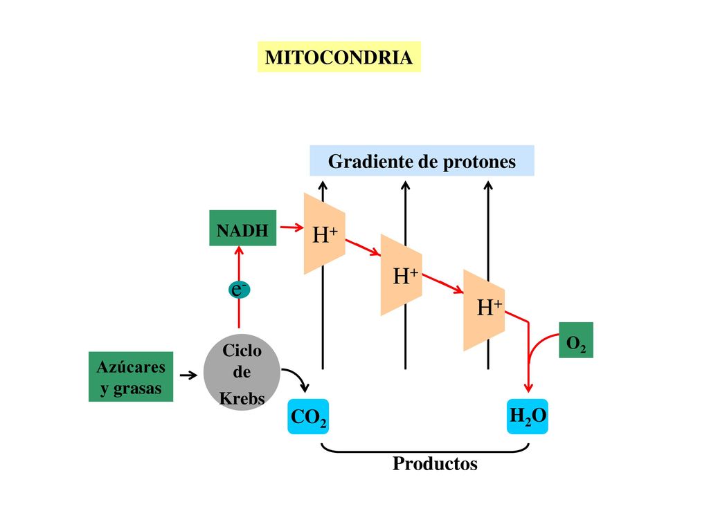 H+ e- MITOCONDRIA Gradiente de protones CO2 H2O Productos NADH O2