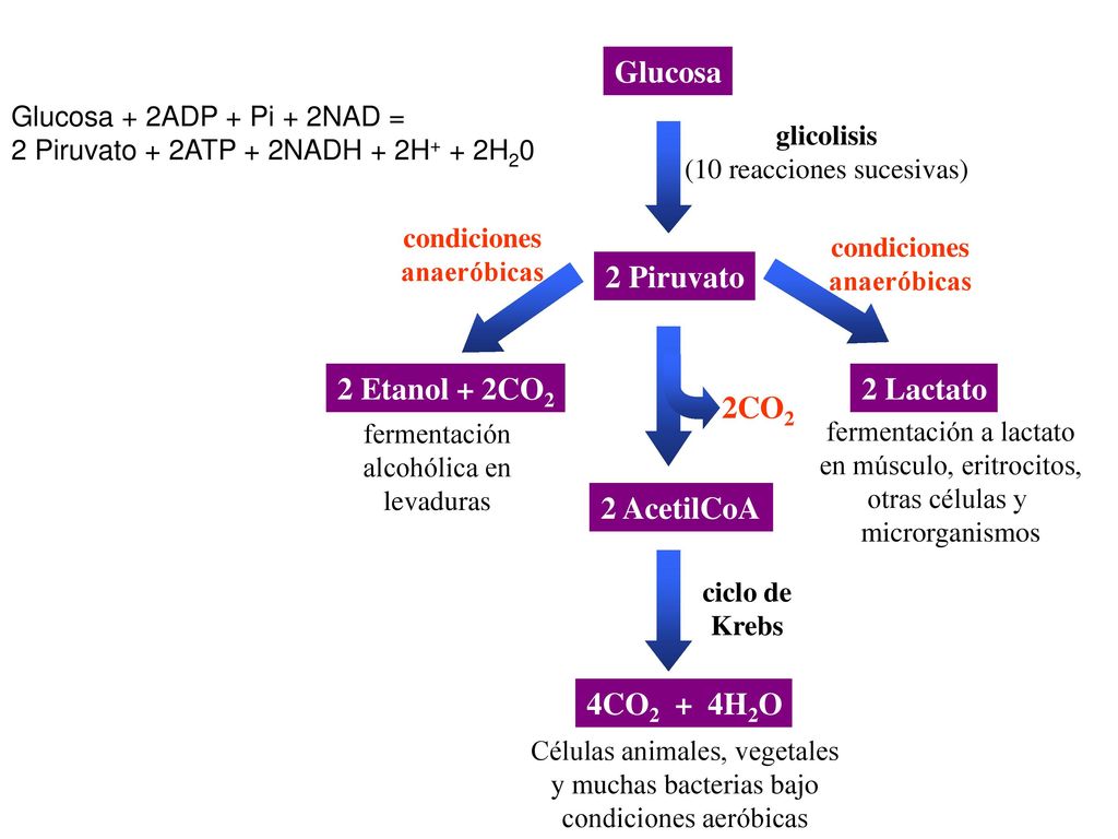 Glucosa 2 Piruvato 2 AcetilCoA 2 Lactato 2 Etanol + 2CO2 2CO2