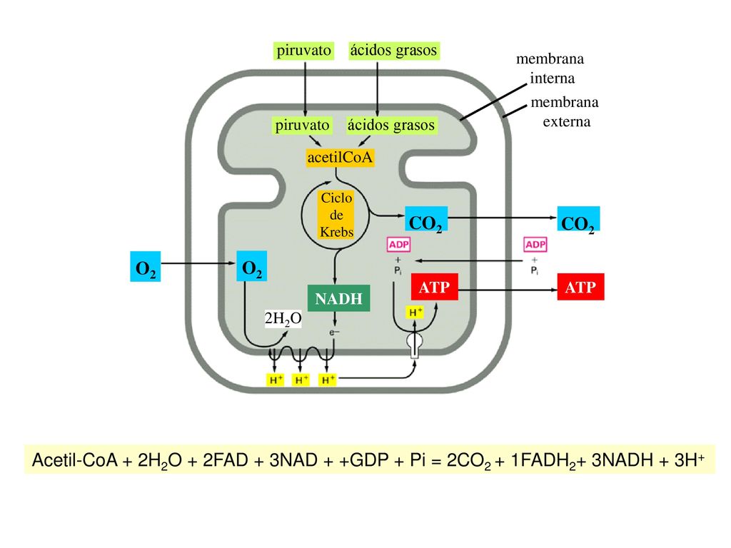 Ciclo de. Krebs. piruvato. ácidos grasos. membrana. externa. interna. acetilCoA. ATP. NADH.