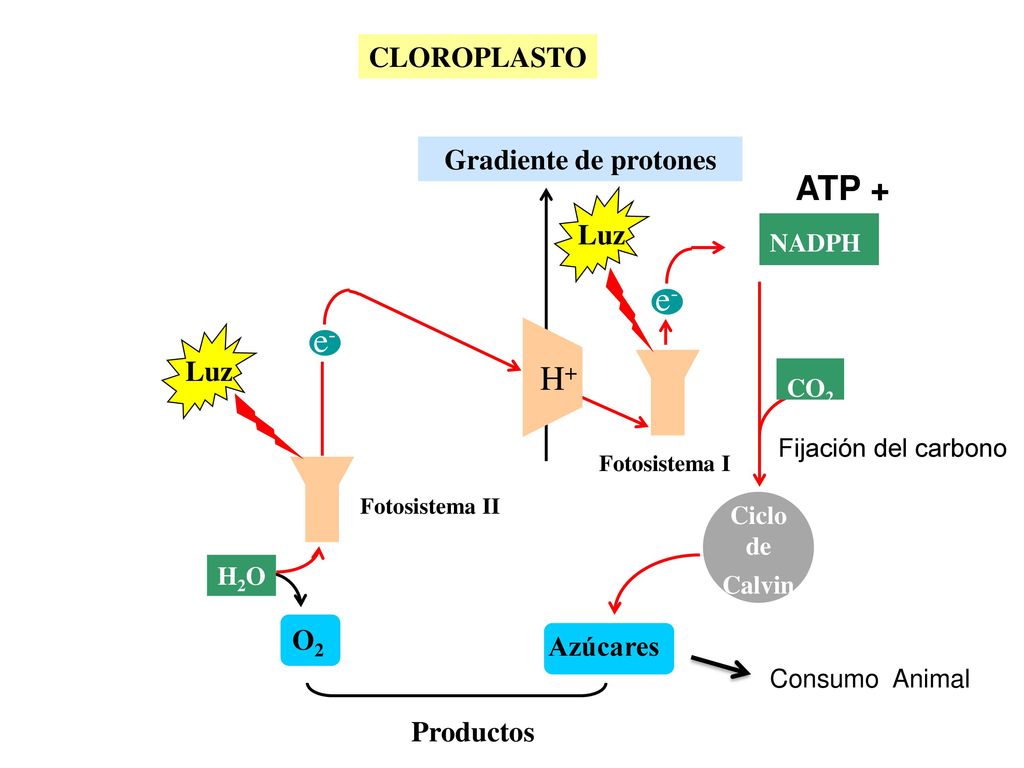 ATP + e- H+ CLOROPLASTO Gradiente de protones Luz O2 Azúcares