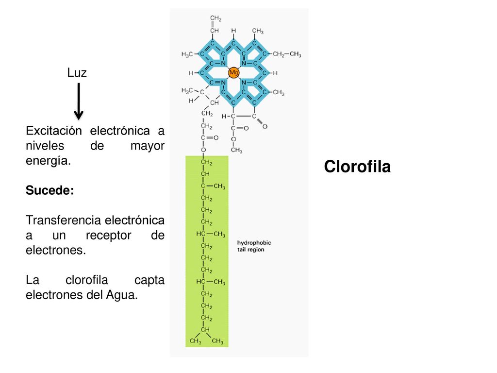 Clorofila Luz Excitación electrónica a niveles de mayor energía.