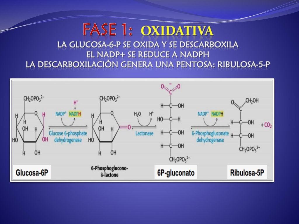 FASE 1: Oxidativa La glucosa-6-P se oxida y se descarboxila El NADP+ se reduce a NADPH La Descarboxilación genera una pentosa: ribulosa-5-P