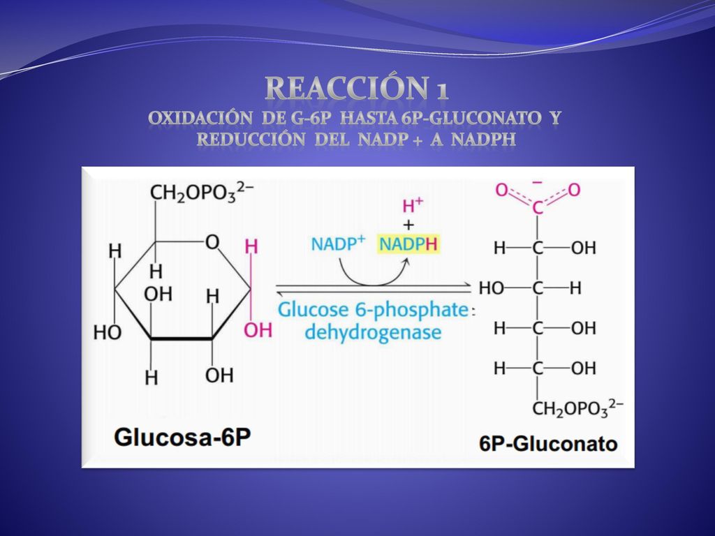 Oxidación de G-6P hasta 6p-gluconato y Reducción del NADP + a NADPH