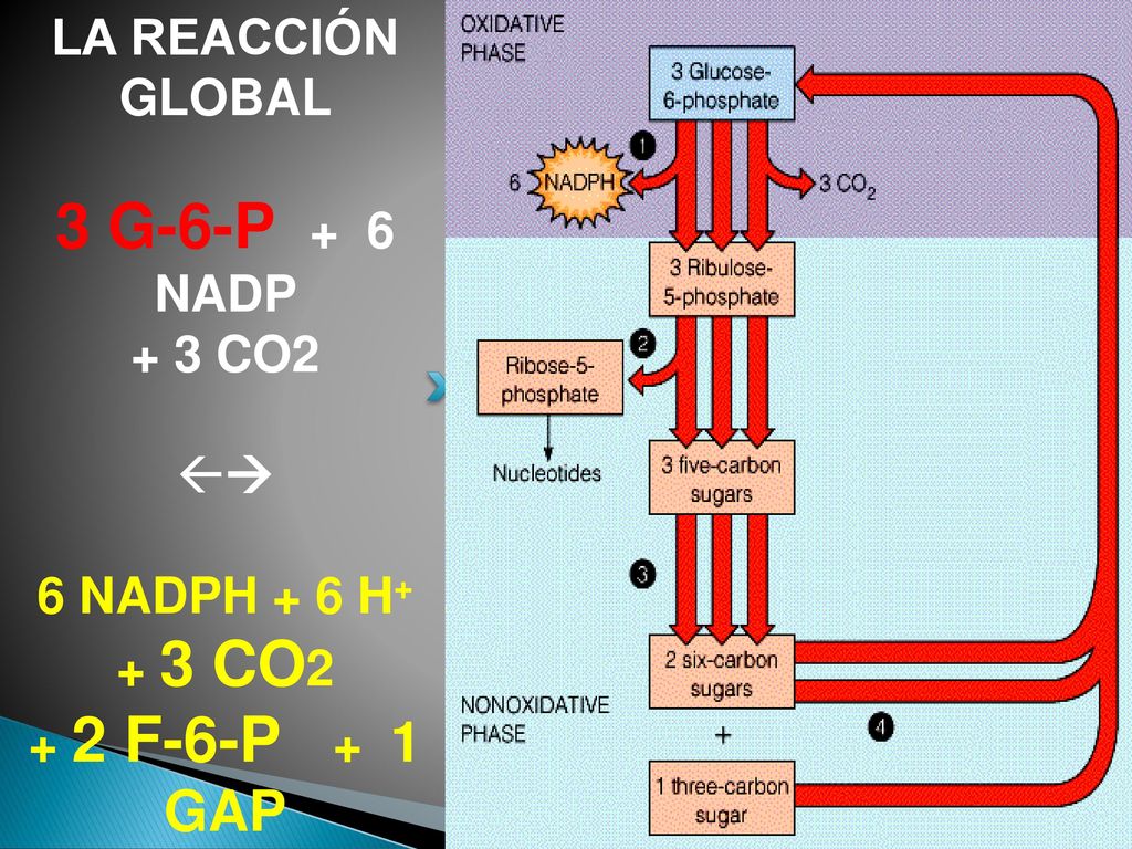 3 G-6-P + 6 NADP LA REACCIÓN GLOBAL + 3 CO2  6 NADPH + 6 H+ + 3 CO2