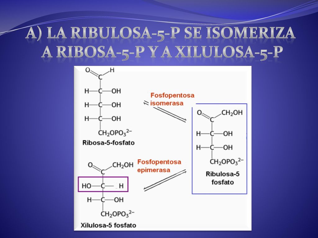 a) La RIBULOSA-5-P se isomeriza a ribosa-5-P y a xilulosa-5-P