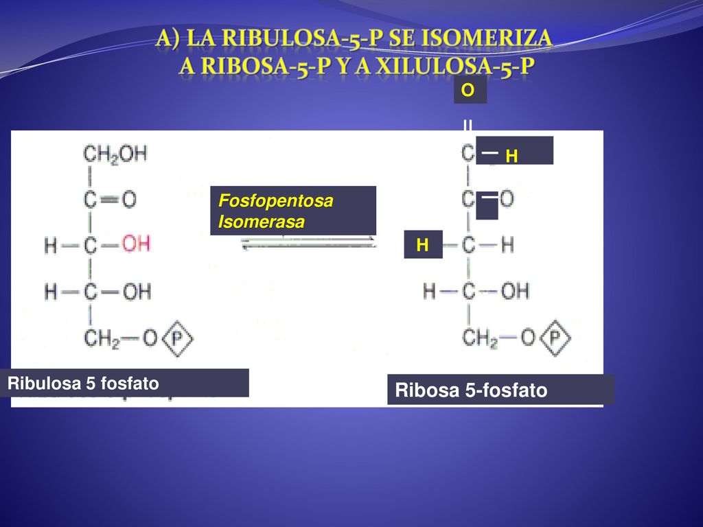 a) La RIBULOSA-5-P se isomeriza a ribosa-5-P y a xilulosa-5-P
