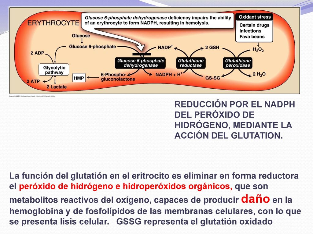 REDUCCIÓN POR EL NADPH DEL PERÓXIDO DE HIDRÓGENO, MEDIANTE LA ACCIÓN DEL GLUTATION.
